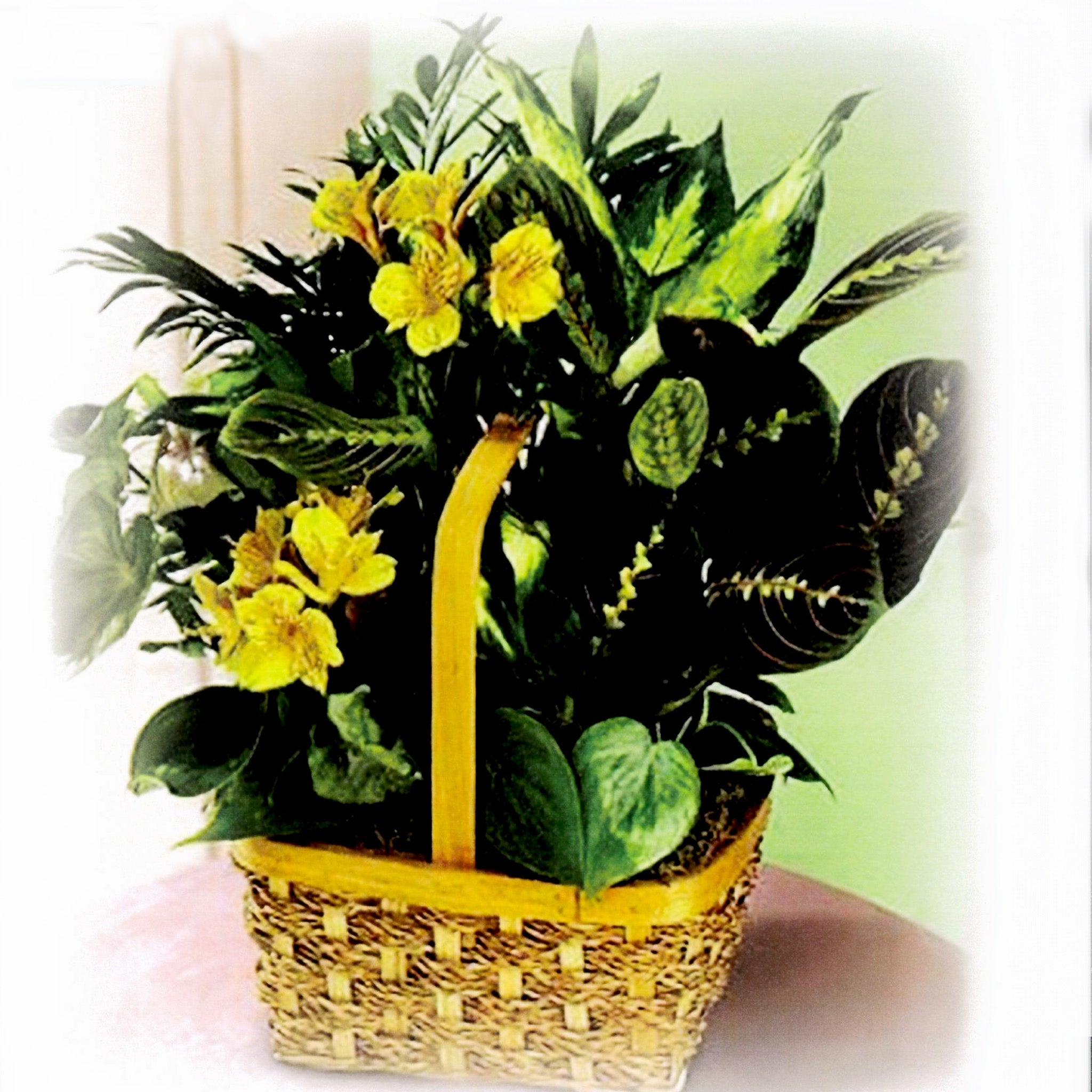 yellow prayer plant Yellow Prayer Plant – Molnar Funeral Homes / Treasured Memories Gift Center