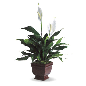 Peace Lily